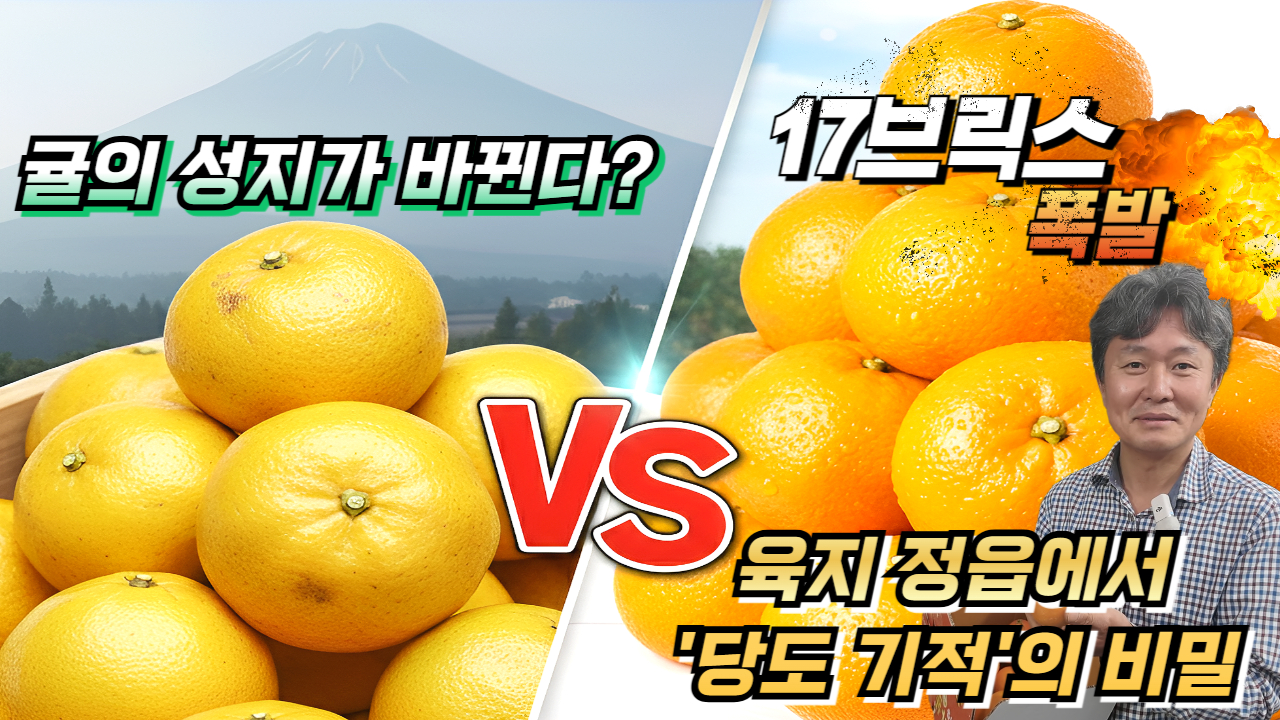 귤의 성지가 바뀐다? 육지 정읍에서 '당도 기적'의 비밀!